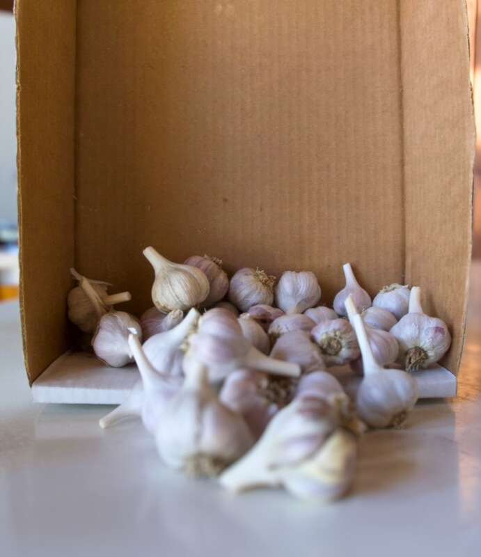 Garlic spilling out of a small cardboard box onto a white table