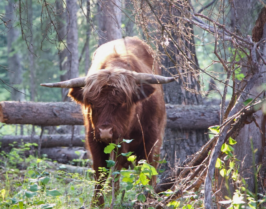 highland cattle bull standing in forrest
