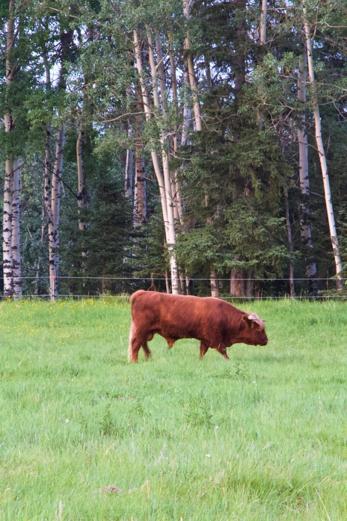 highland cattle bull walking in a green pasture