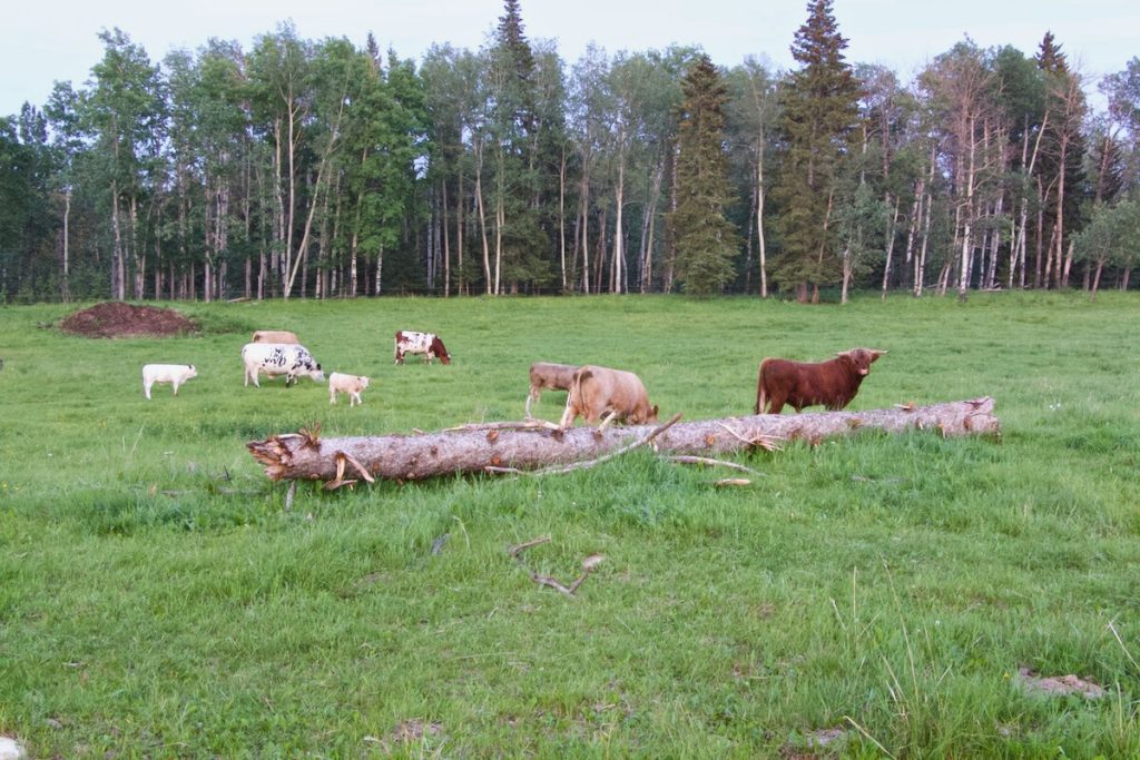 small cattle heard with highland bull standing in a green pasture next to a fallen log