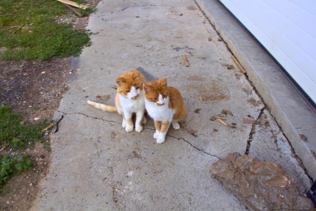 two orange and white cats