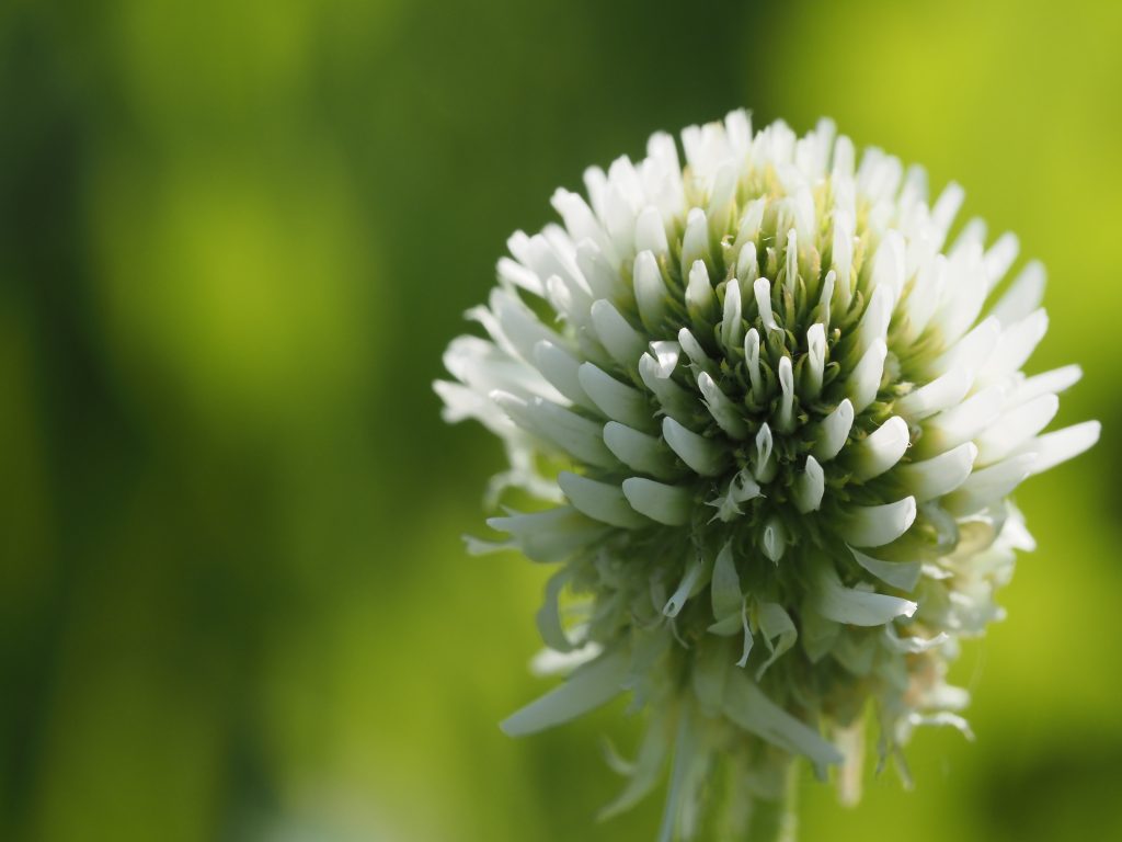 close up of white clove flower