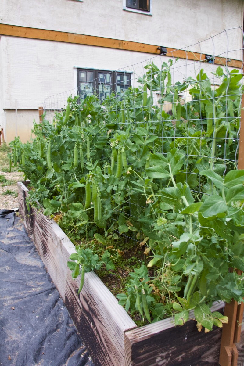 Cover Crops for Raised Garden Beds Mossy Meadow Homestead