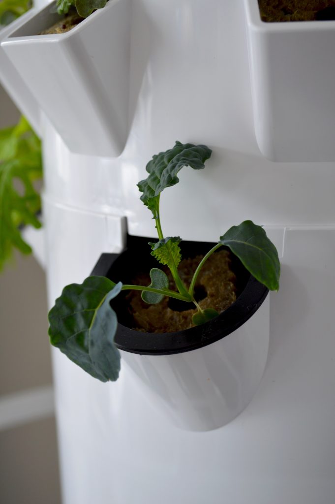 plant growing in a hydroponic garden