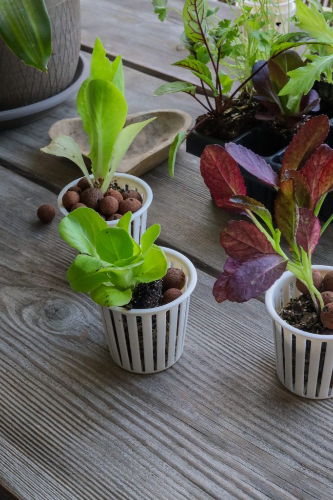 plant starts in net pots ready for hydroponics garden