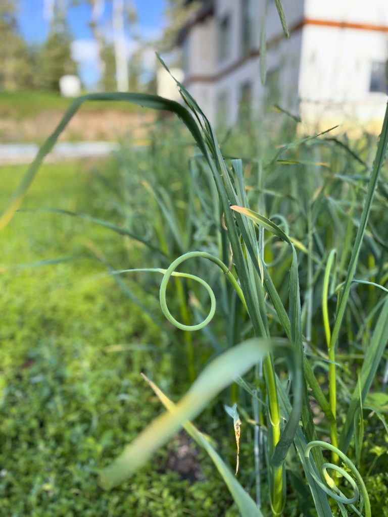 garlic scape with a full curl, garlic growing in the background