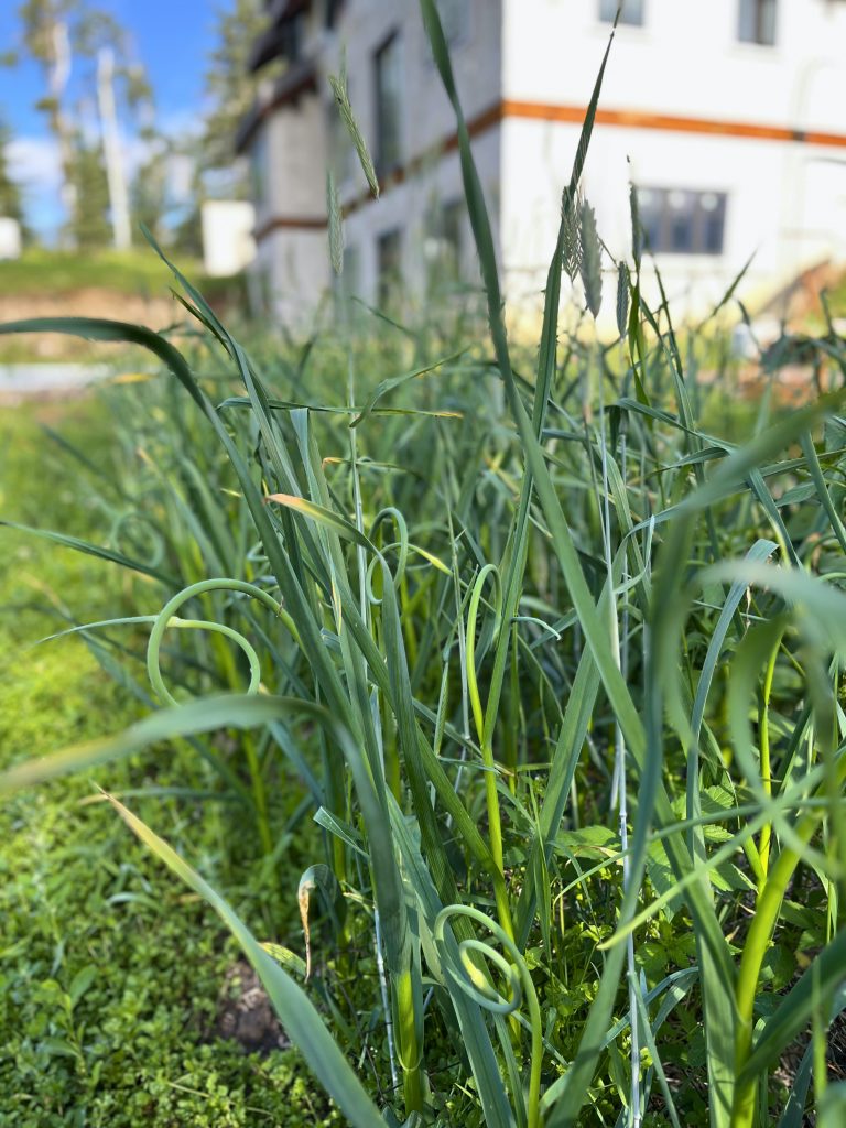 garlic scapes before they are harvested