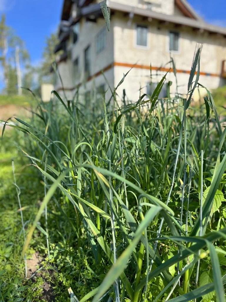 garlic growing in the garden with a house in the background
